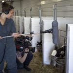 动物健康：奶牛场