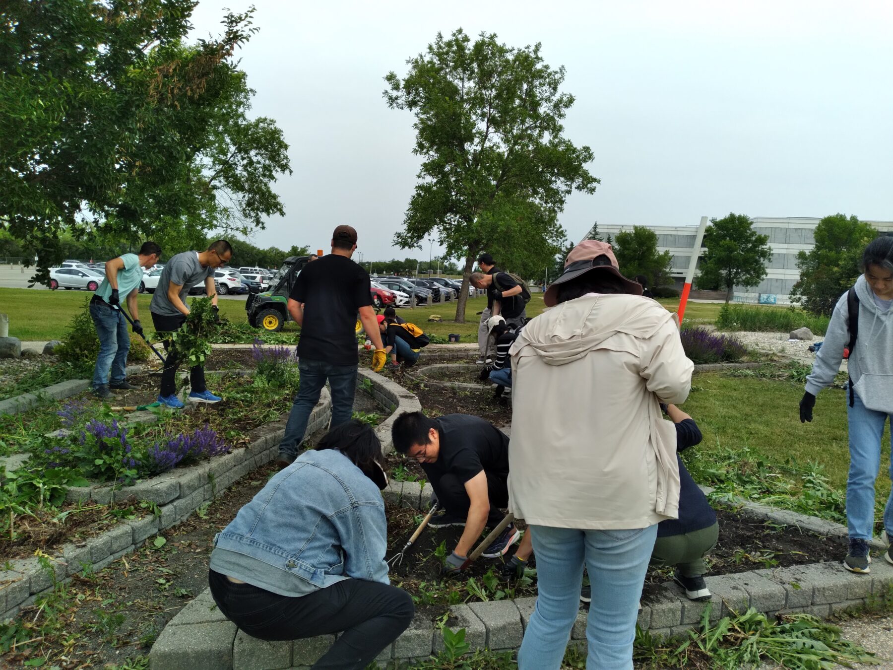 学生们在花园里拔草