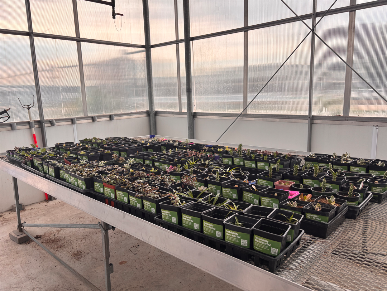 温室桌子上的一排多肉植物