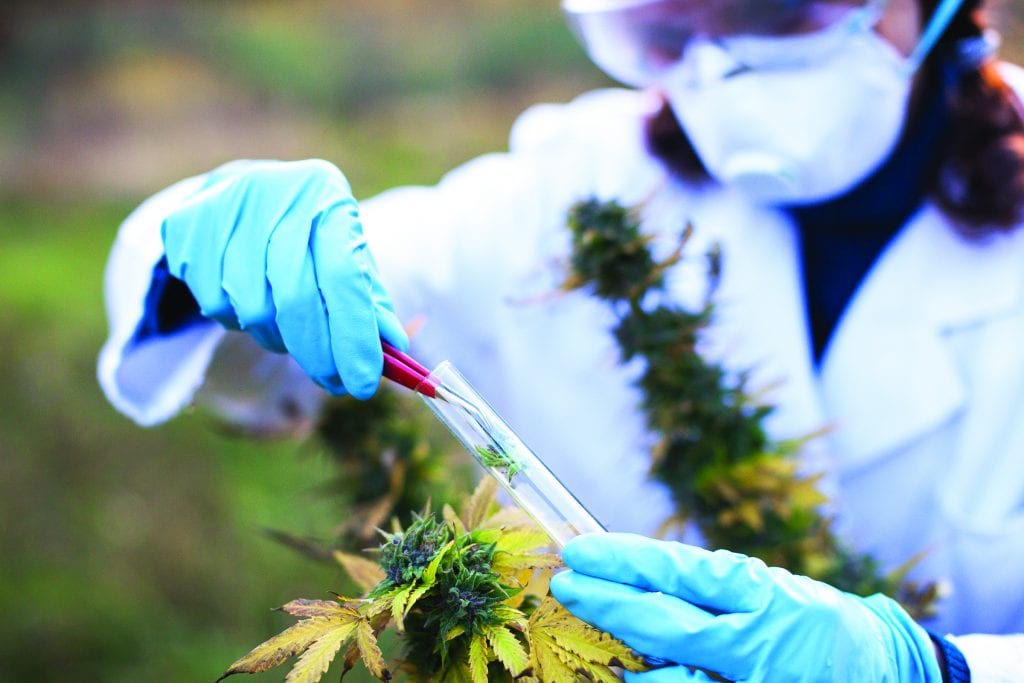 年轻女子用大麻植物制备顺势疗法药物。