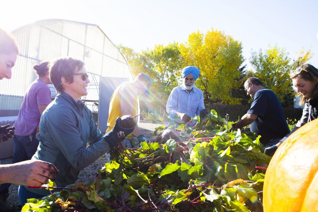 人们收获社区花园