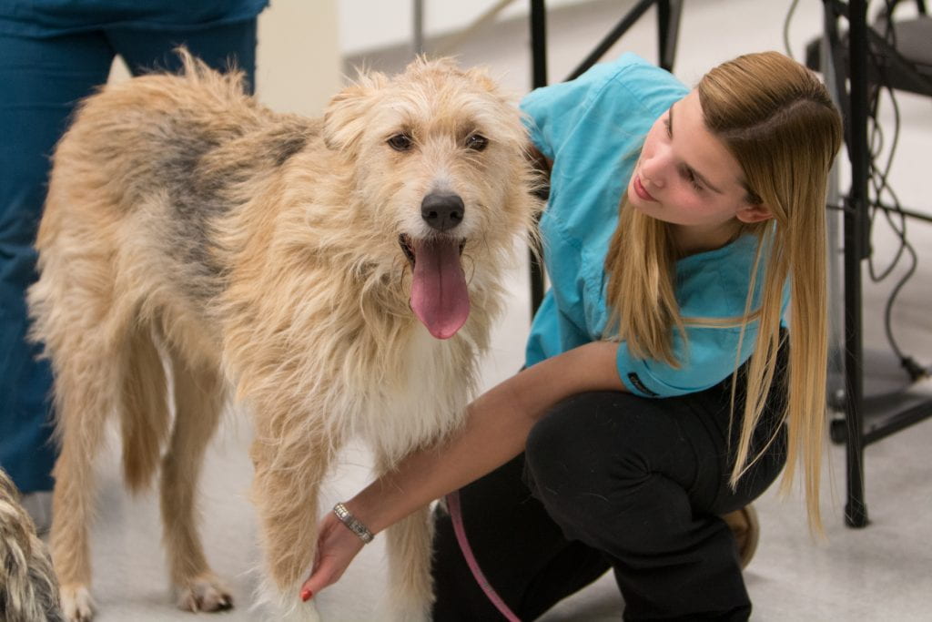 兽医技术学生与狗