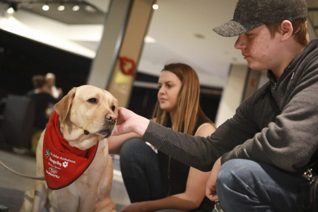 学生抚摸治疗犬