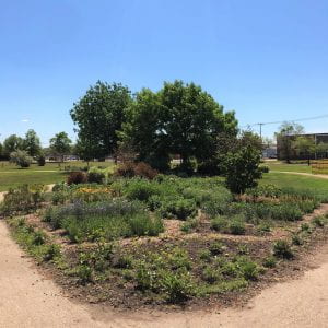 盛开的授粉花园