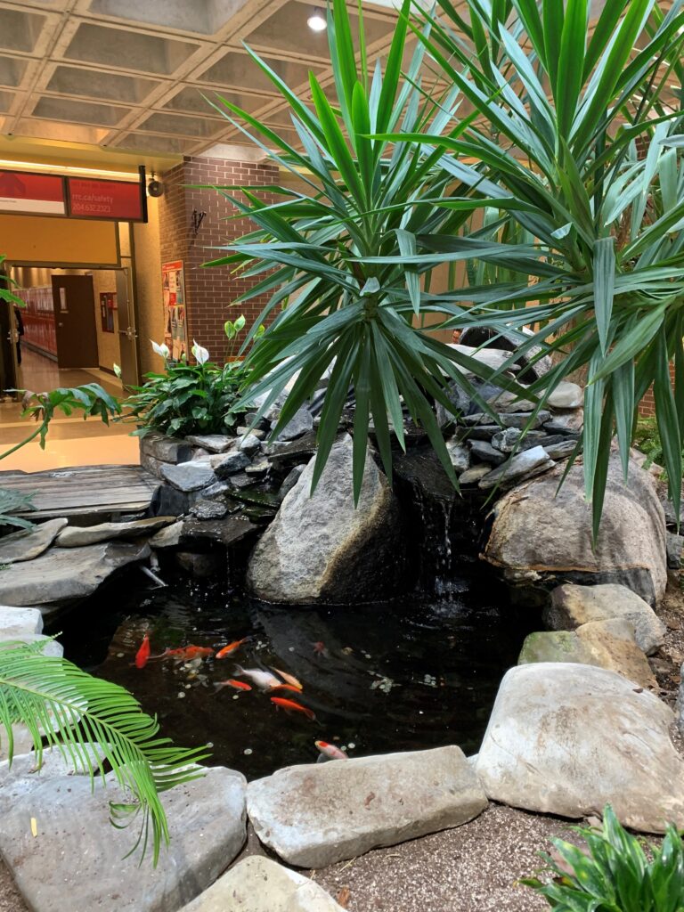 An indoor fountain and fish pond with tropical looking plants.