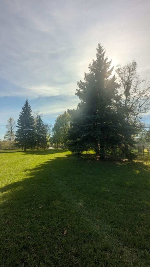 阳光照在常青树后面