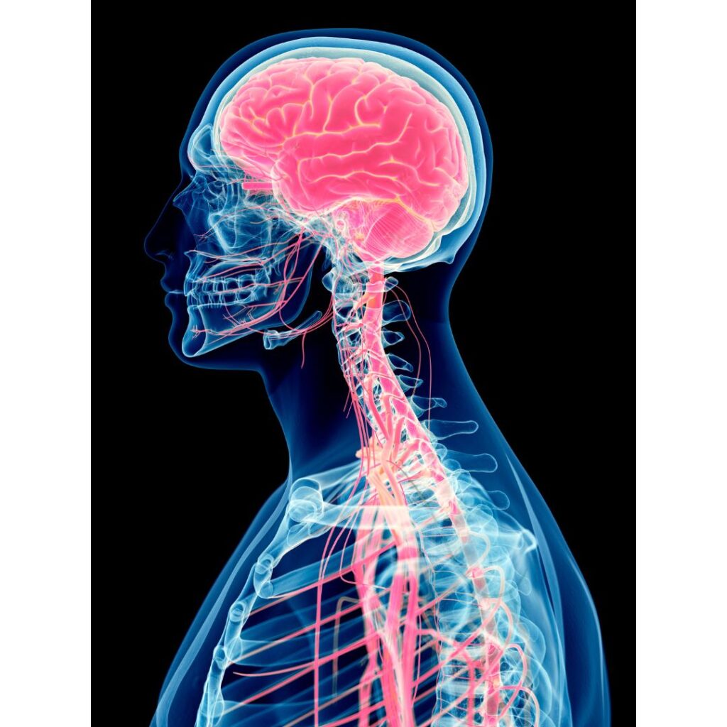 头部和肩膀的图形显示大脑和神经。
